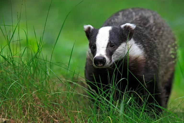 badger